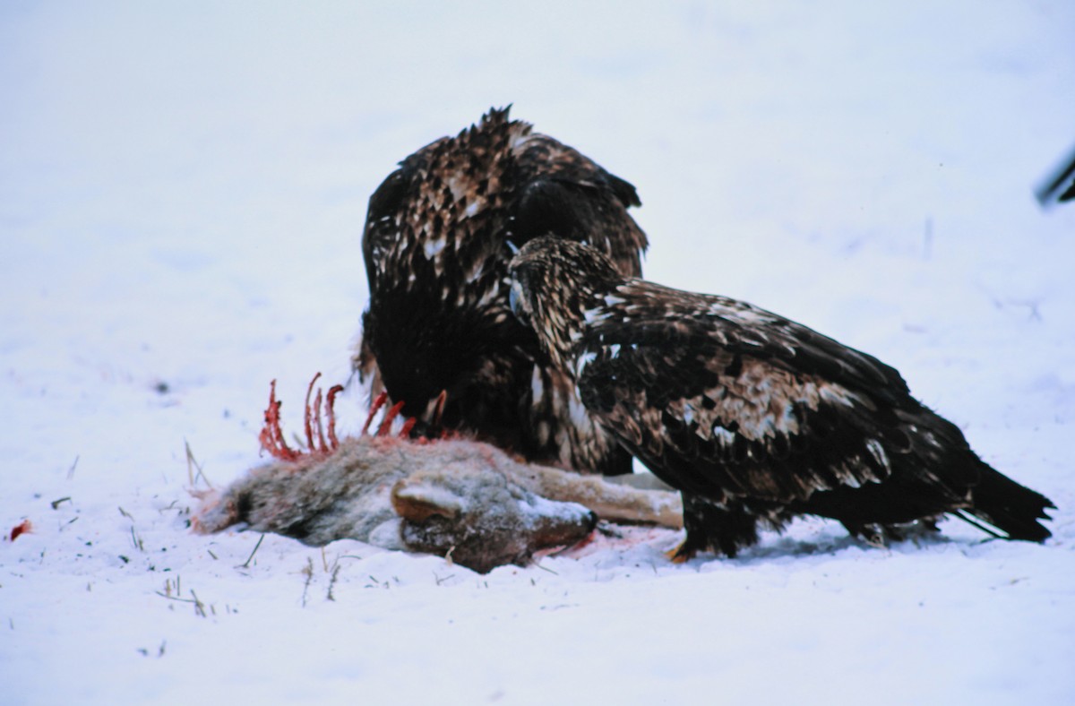 orel bělohlavý - ML650469422