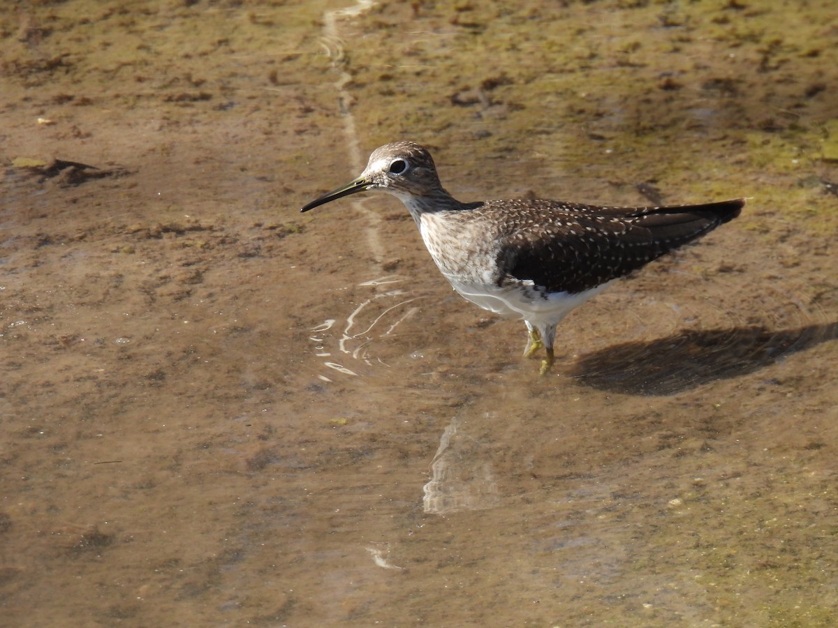 Einsiedelwasserläufer - ML650469427