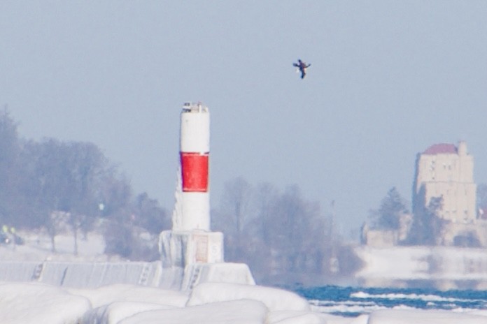 orel bělohlavý - ML650469429