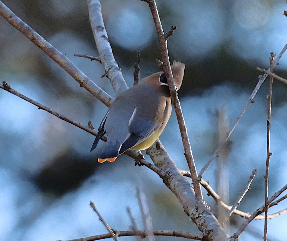 Sedir İpekkuyruğu - ML650469534