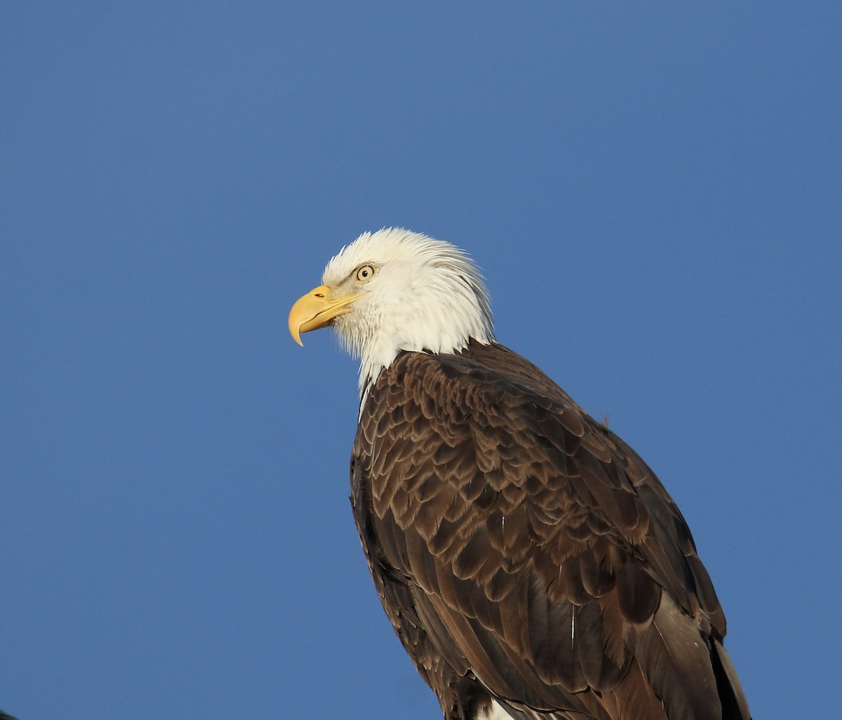 orel bělohlavý - ML650469538