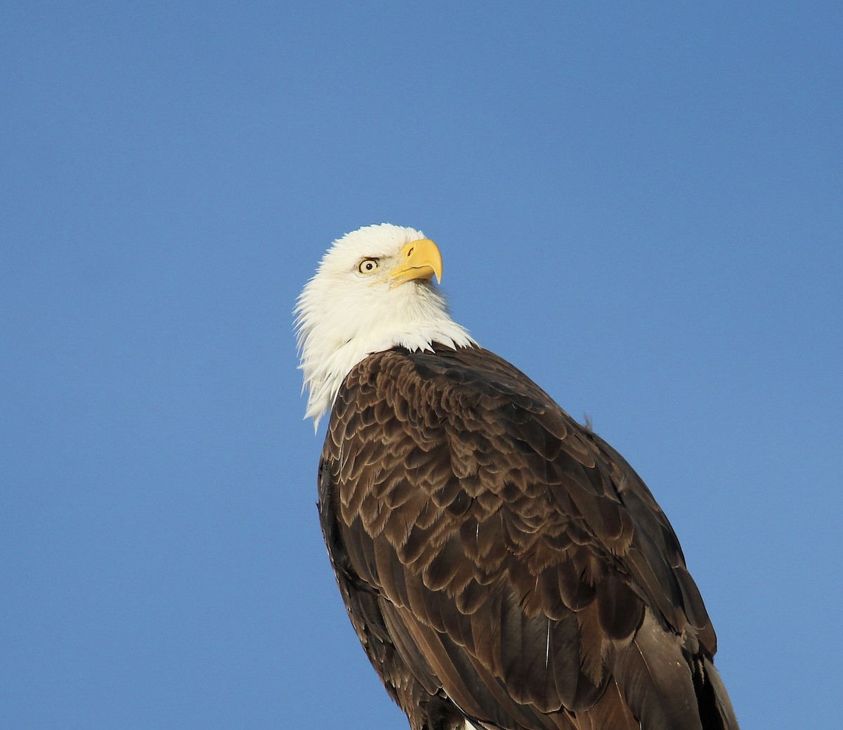 orel bělohlavý - ML650469539