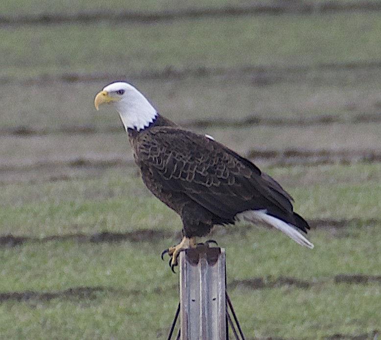 orel bělohlavý - ML650469661