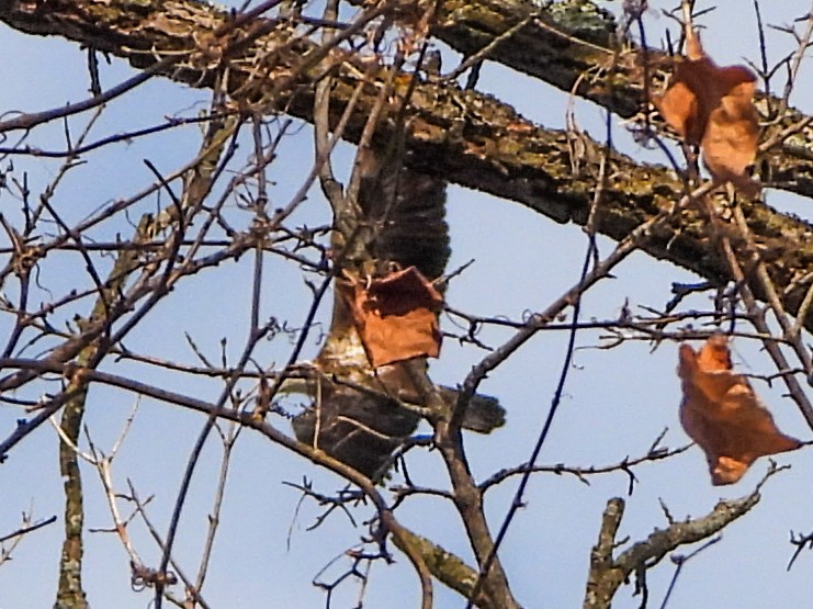 orel bělohlavý - ML650469820