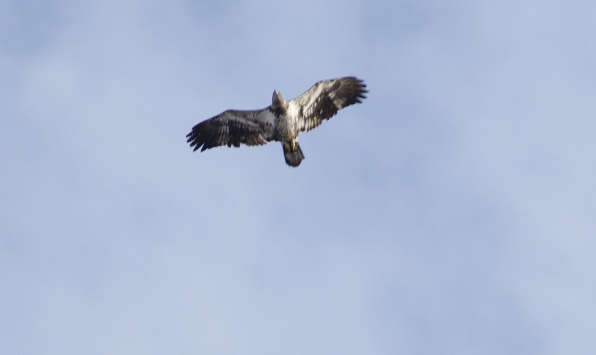 orel bělohlavý - ML650469826