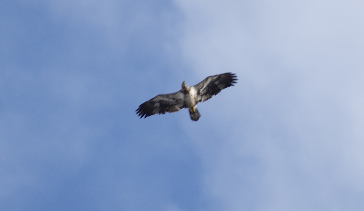 orel bělohlavý - ML650469827