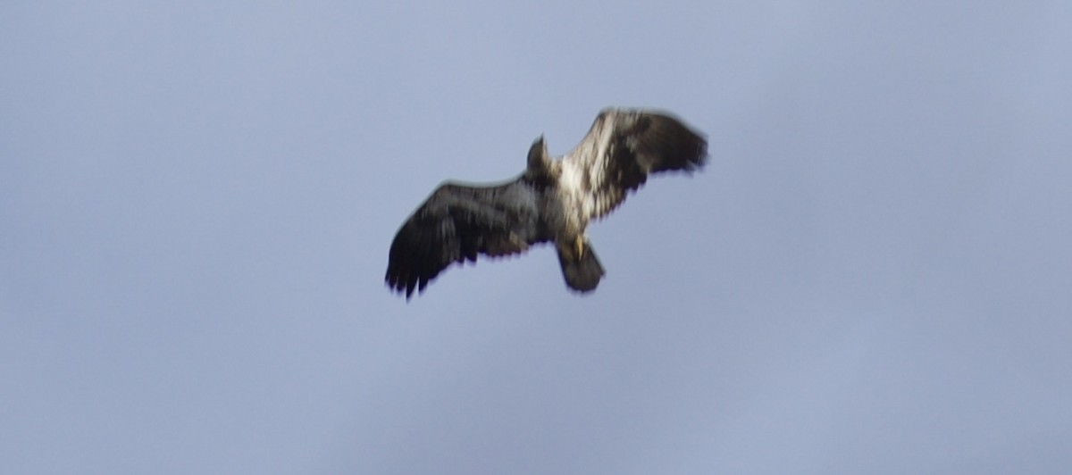 orel bělohlavý - ML650469831