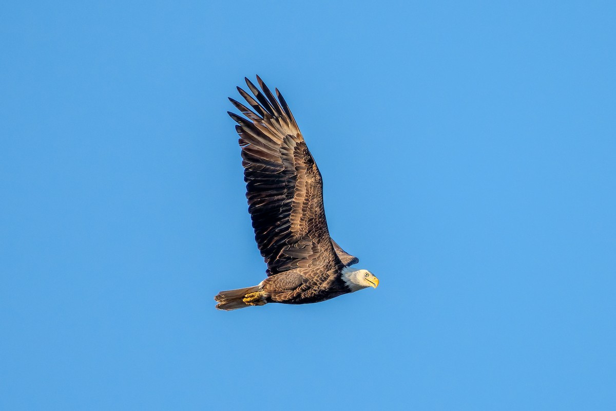 orel bělohlavý - ML650469928