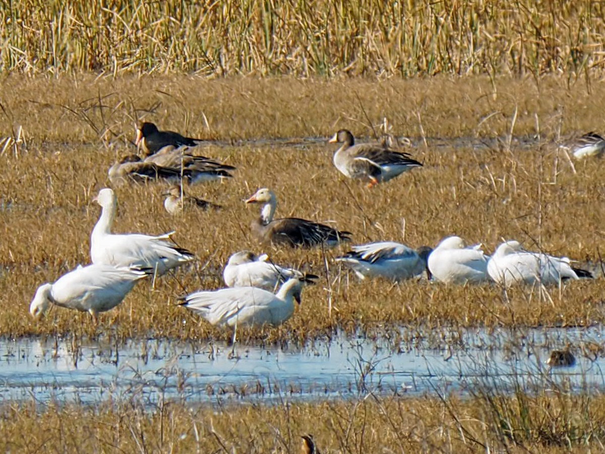 Гуска біла - ML650470154