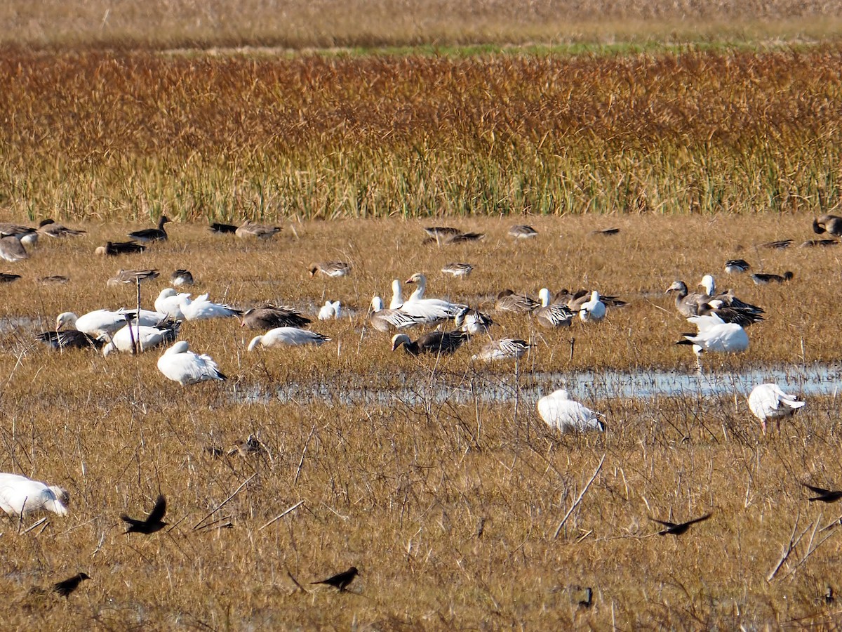 Гуска біла - ML650470157