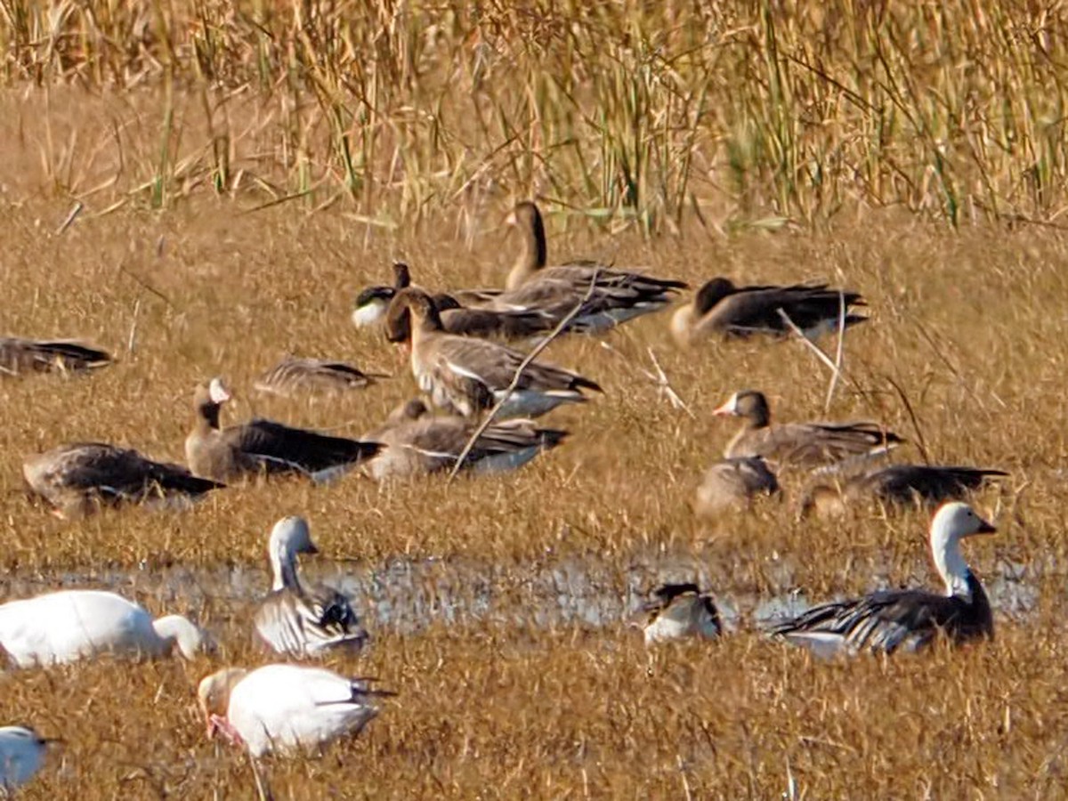 Гуска білолоба - ML650470165