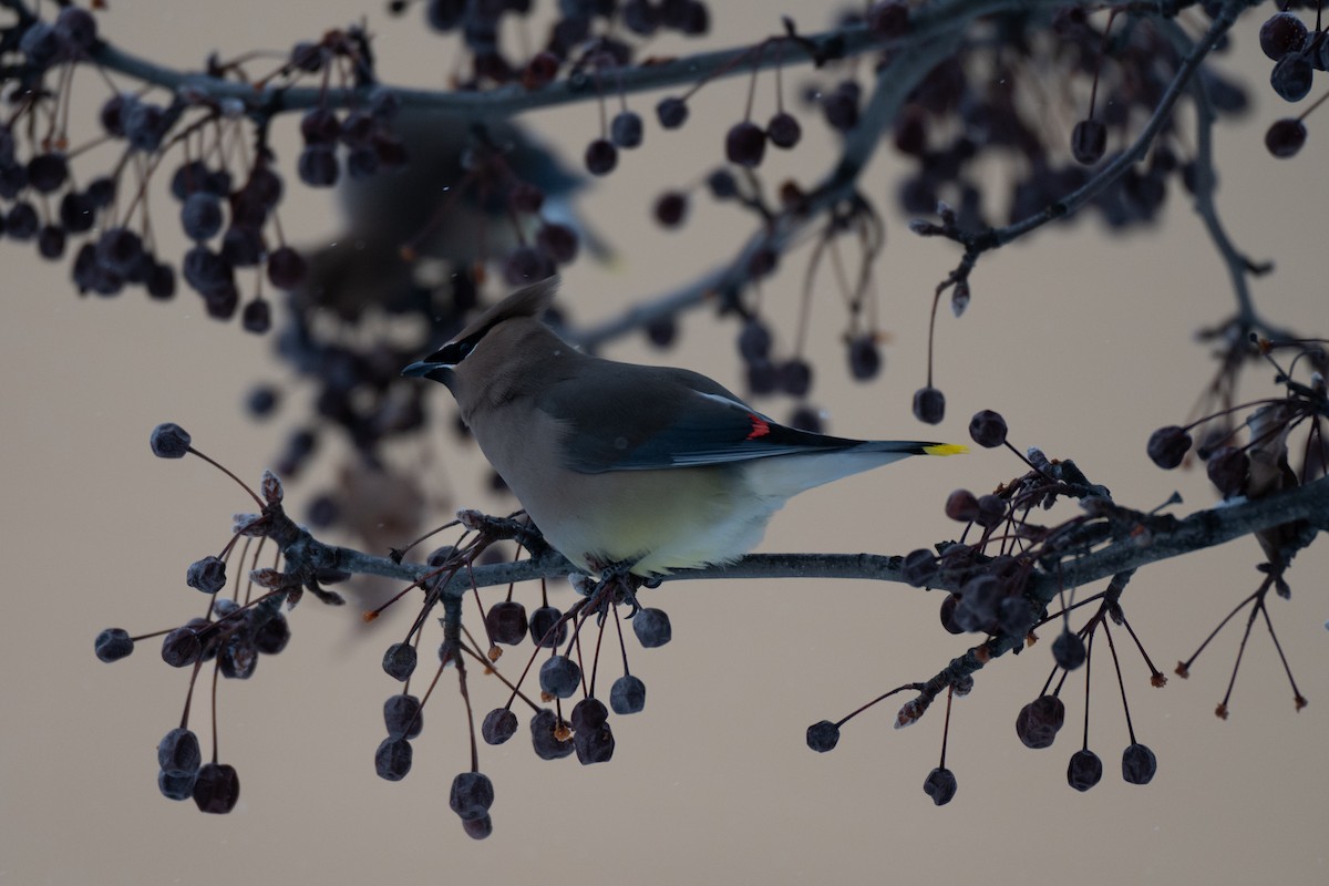 Sedir İpekkuyruğu - ML650470201