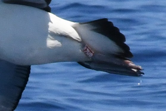 Laysan Albatross - ML650470390