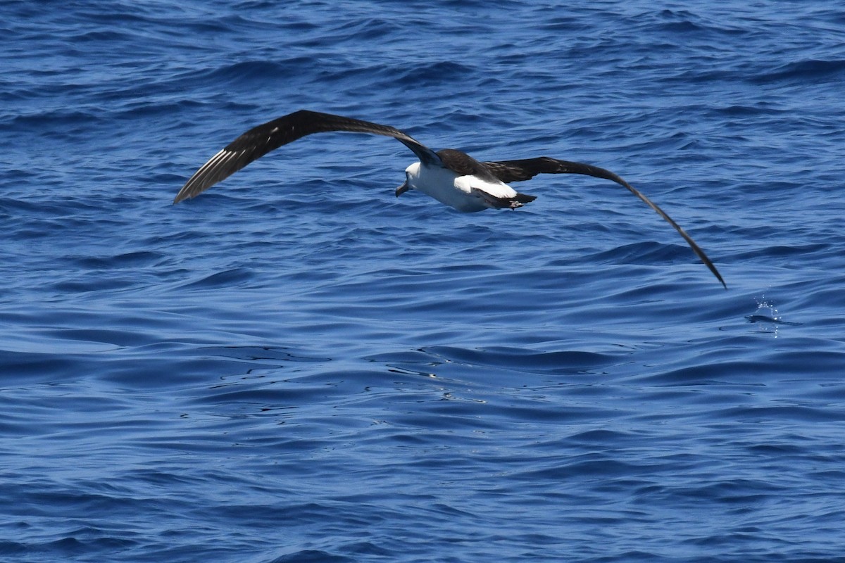 Laysan Albatross - ML650470452