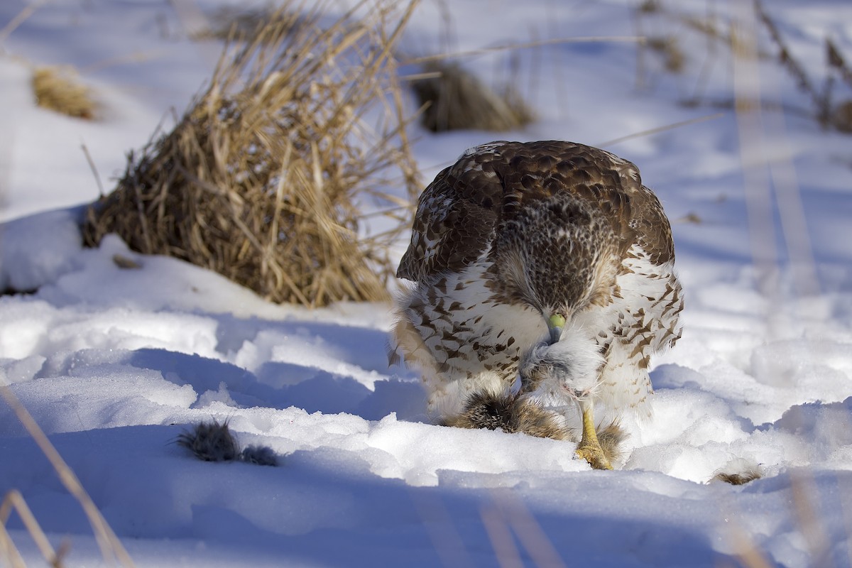 Red-tailed Hawk - ML650470465