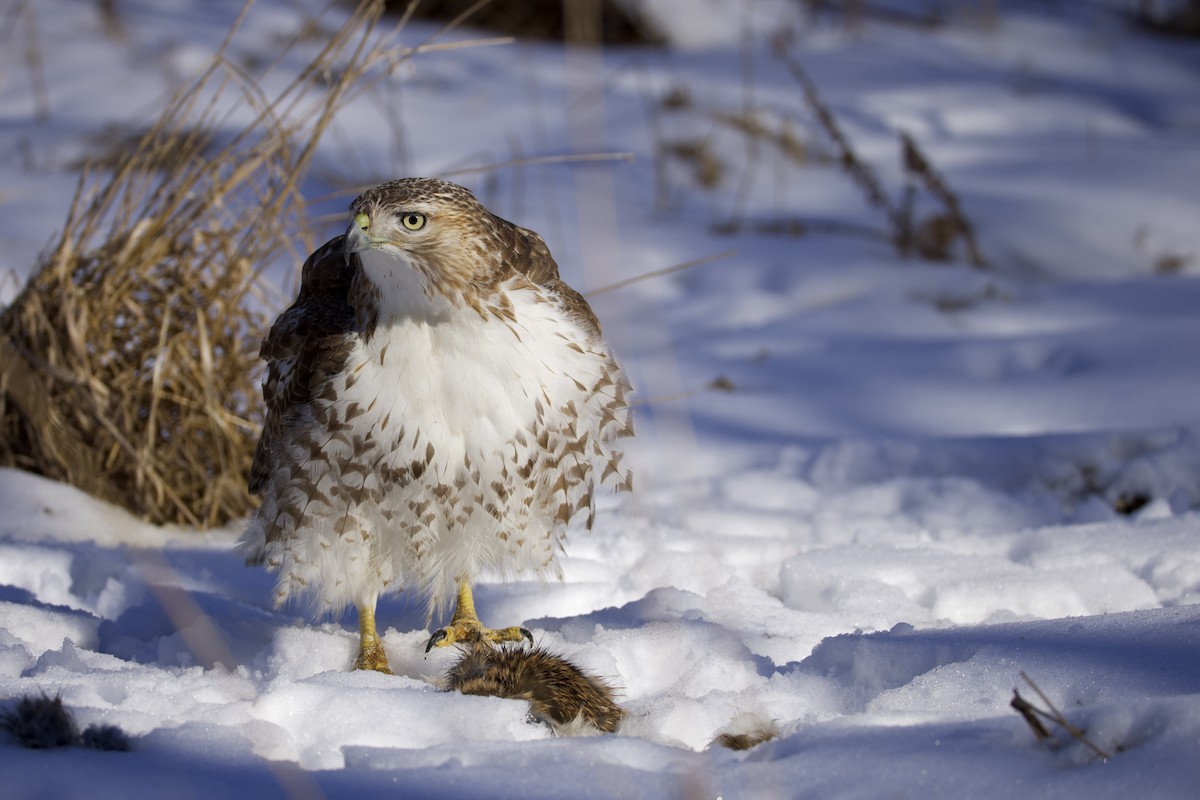 Red-tailed Hawk - ML650470490