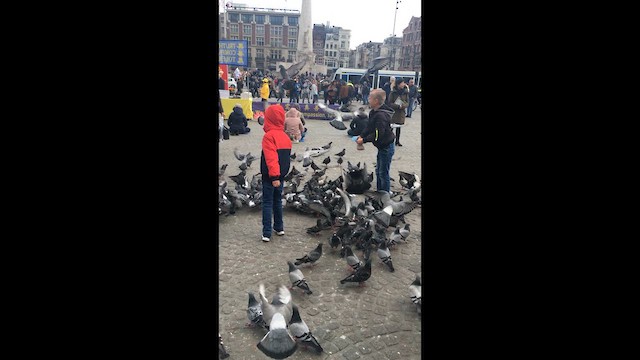 Rock Pigeon (Feral Pigeon) - ML650470529