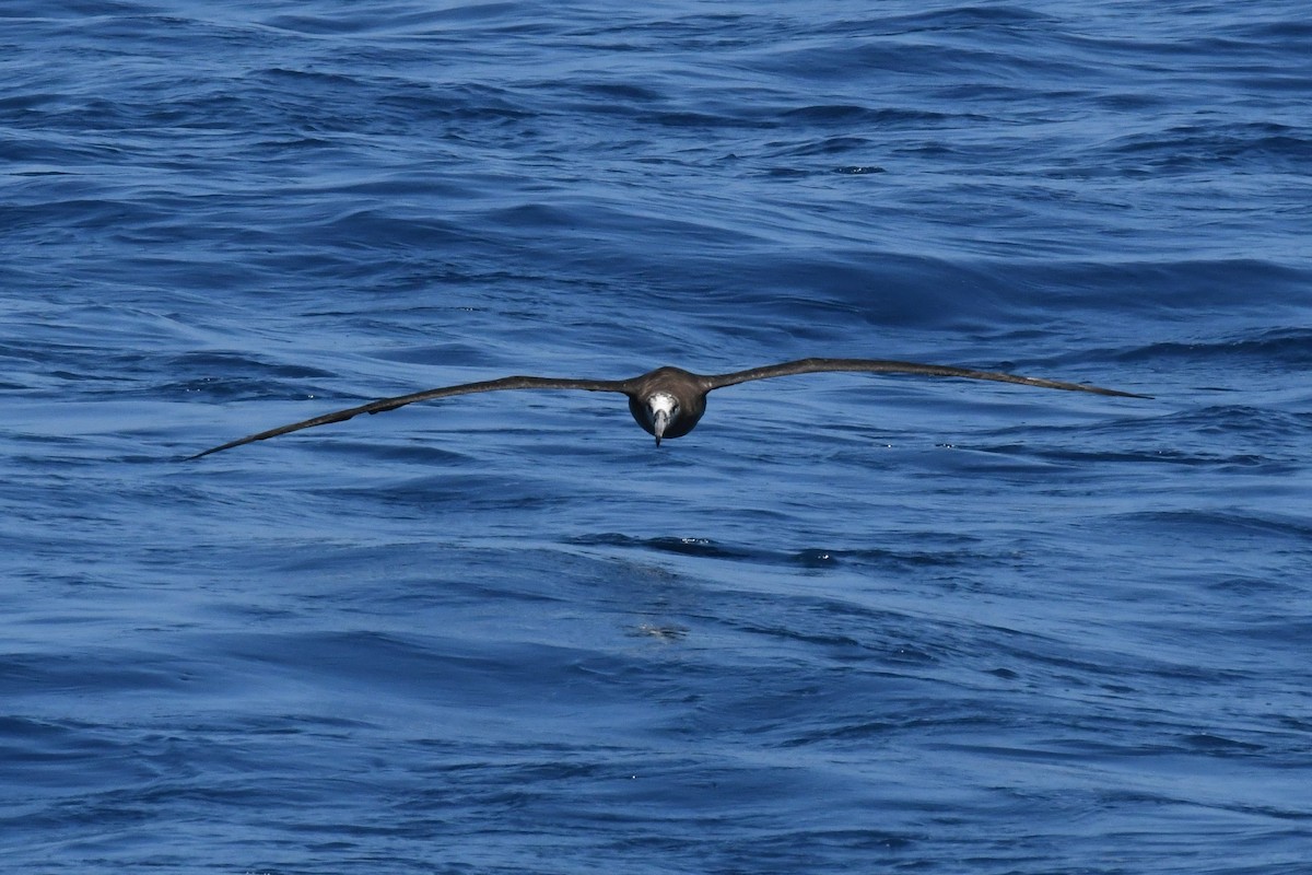 Black-footed Albatross - ML650470535