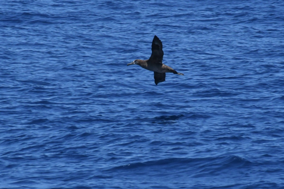 Black-footed Albatross - ML650470539
