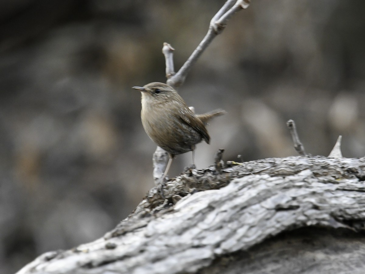 Winter Wren - ML650470593