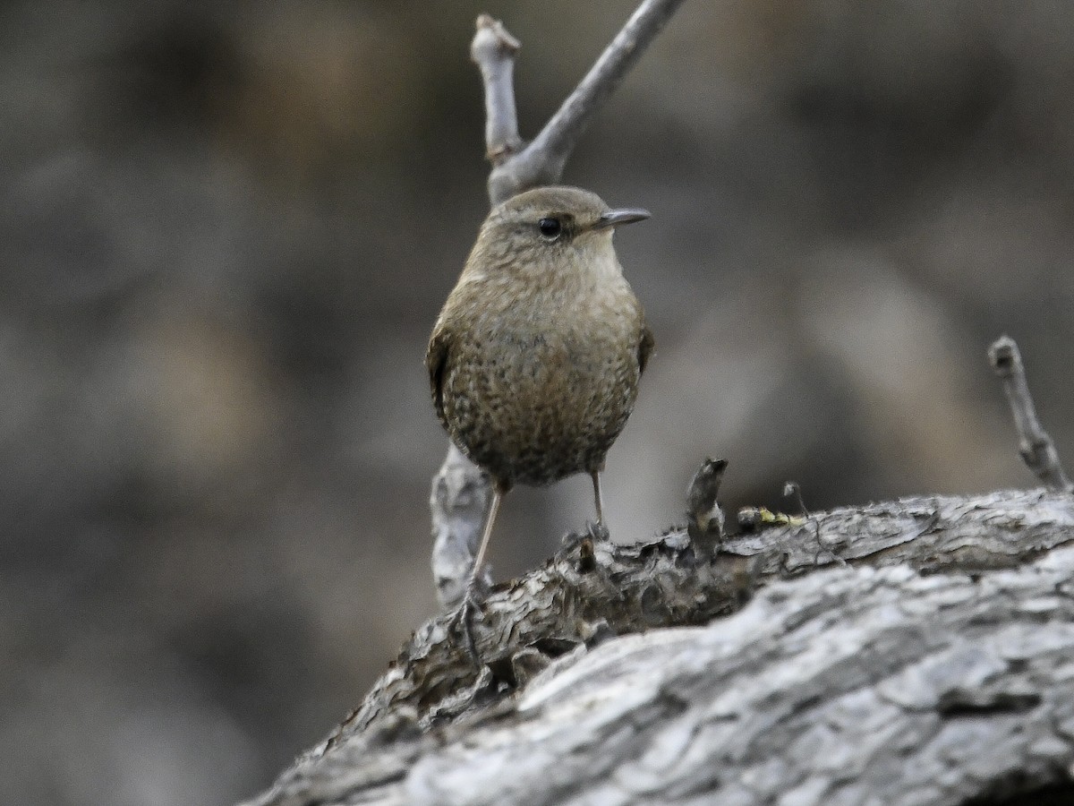 Winter Wren - ML650470594