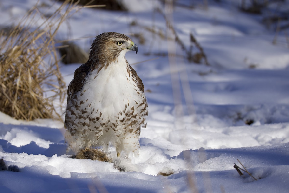 Red-tailed Hawk - ML650470621