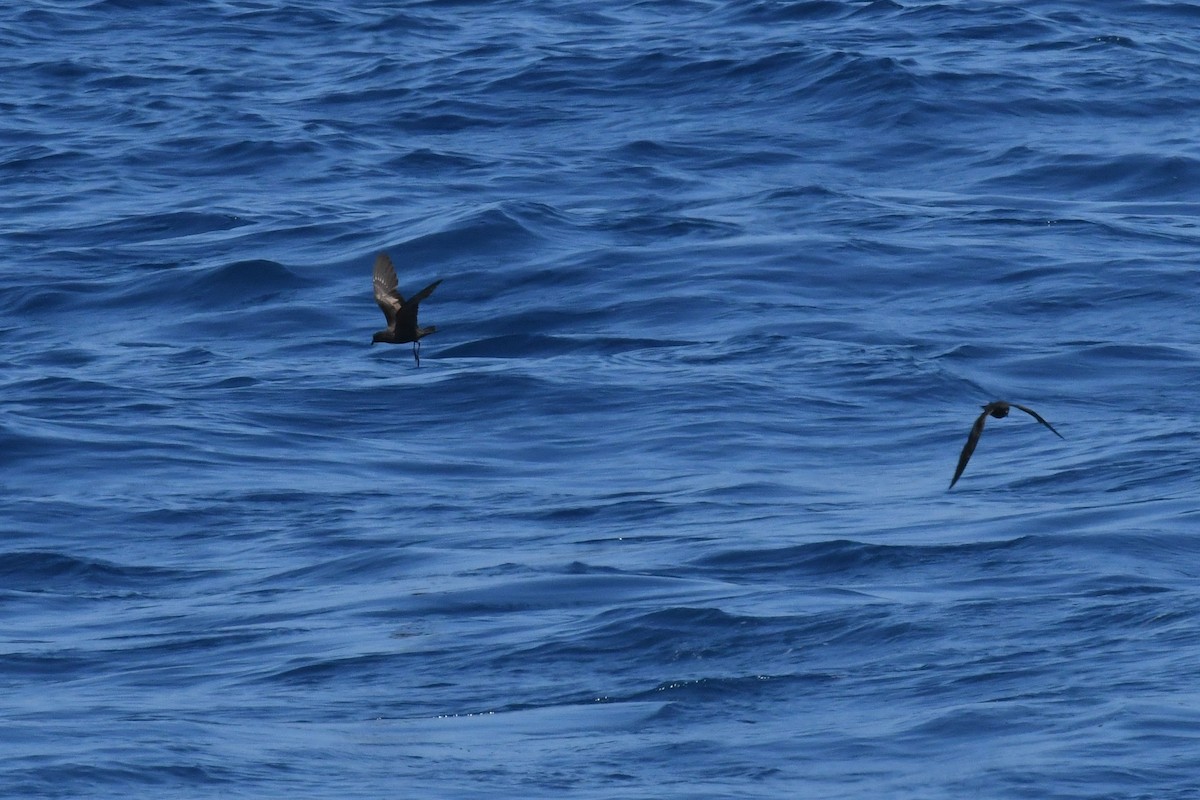 Black Storm-Petrel - ML650470663