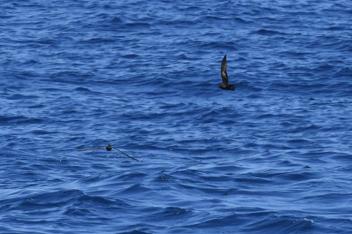 Black Storm-Petrel - ML650470704