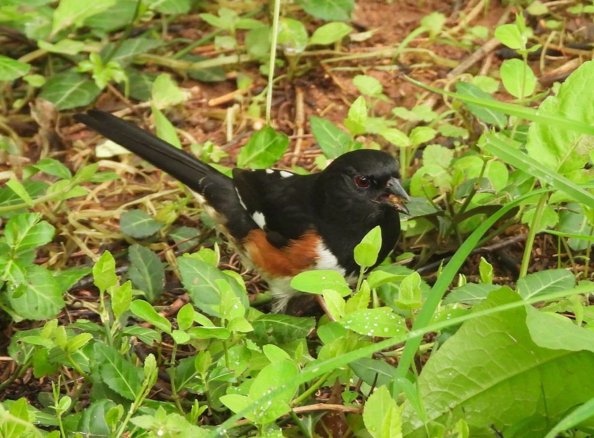 Красноглазый тохи - ML650470773