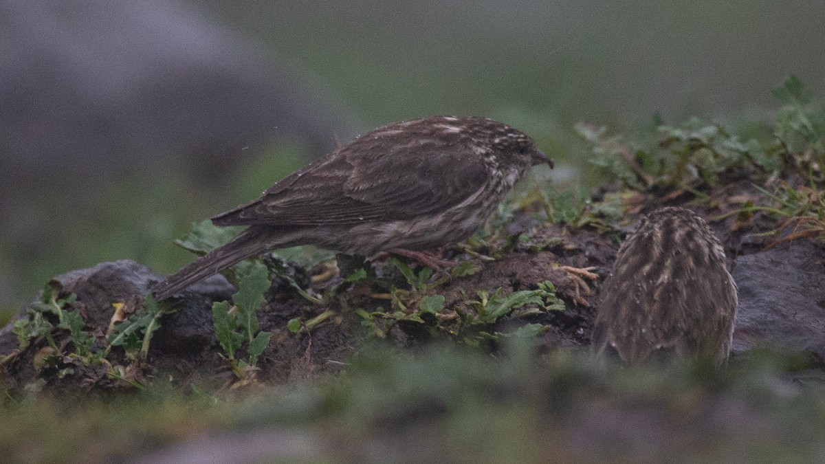 Ankober Serin - ML650471098