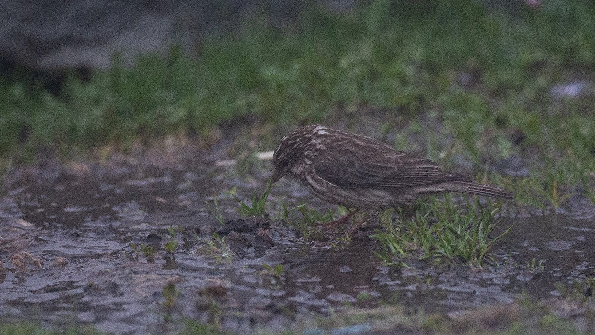 Ankober Serin - ML650471100