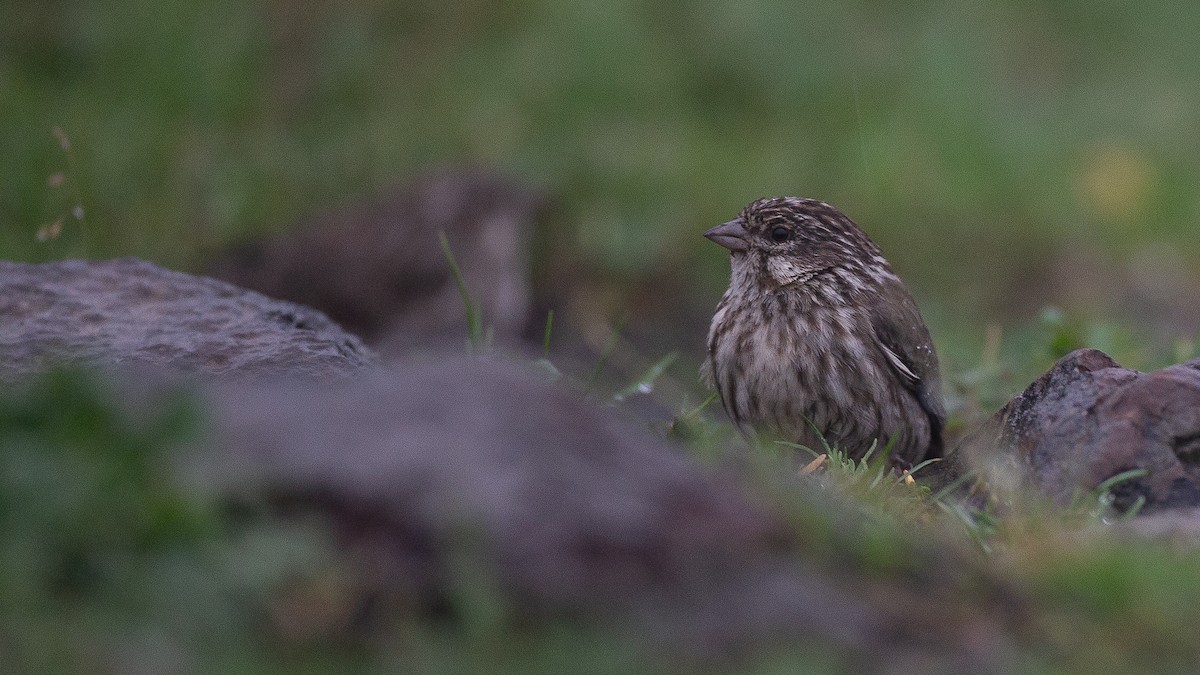 Ankober Serin - ML650471101