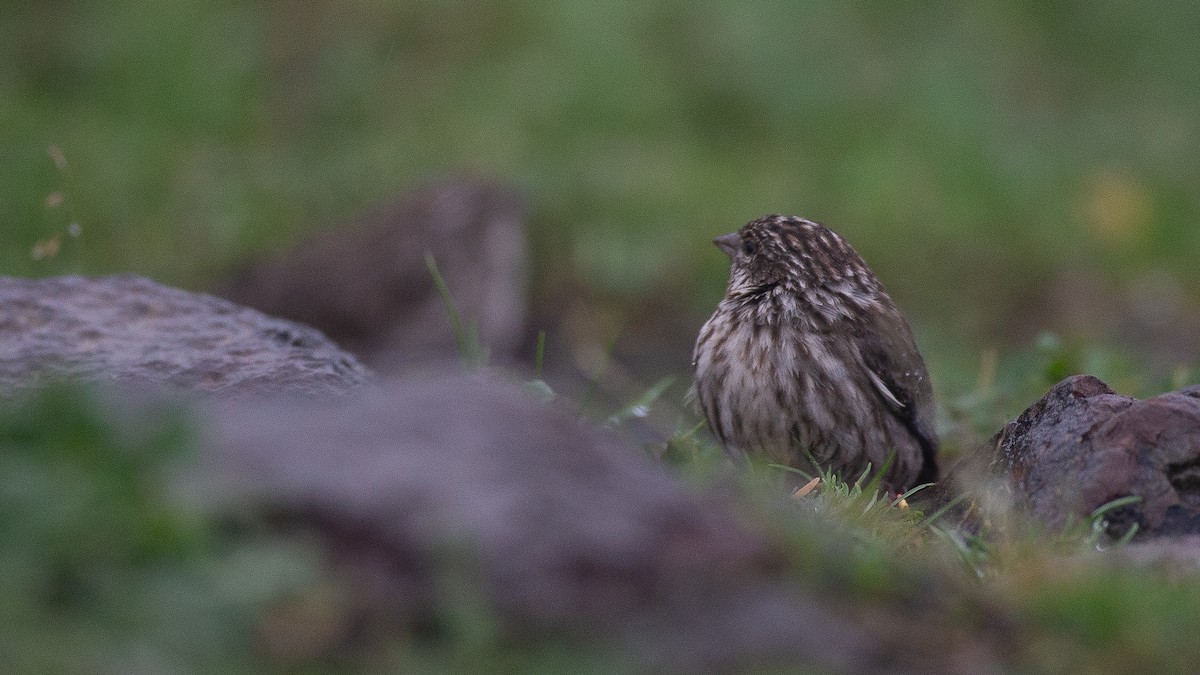 Ankober Serin - ML650471102