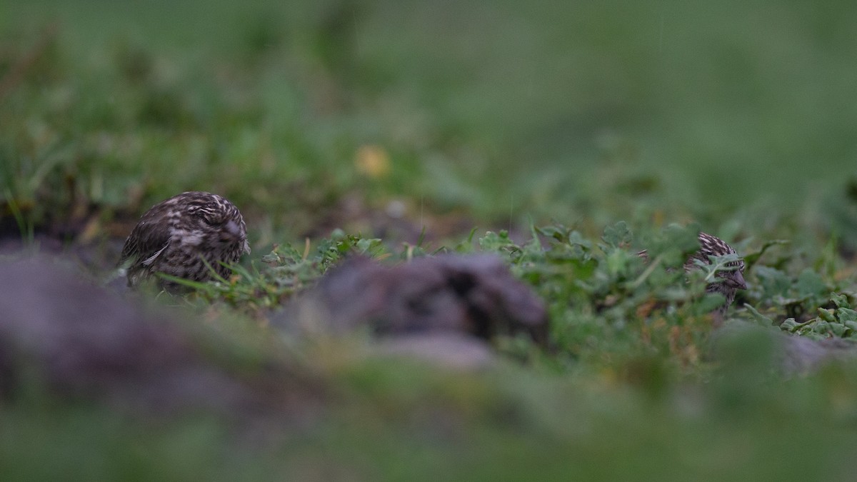 Ankober Serin - ML650471103