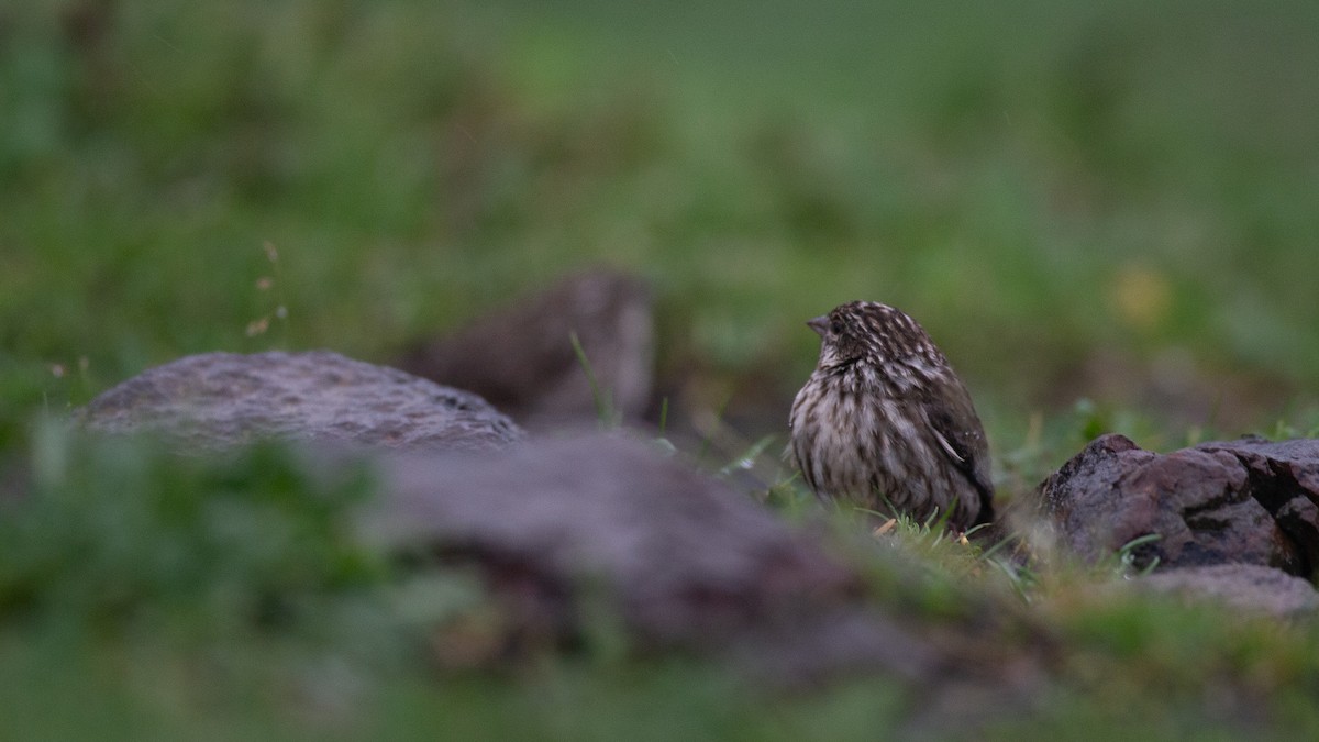 Ankober Serin - ML650471105