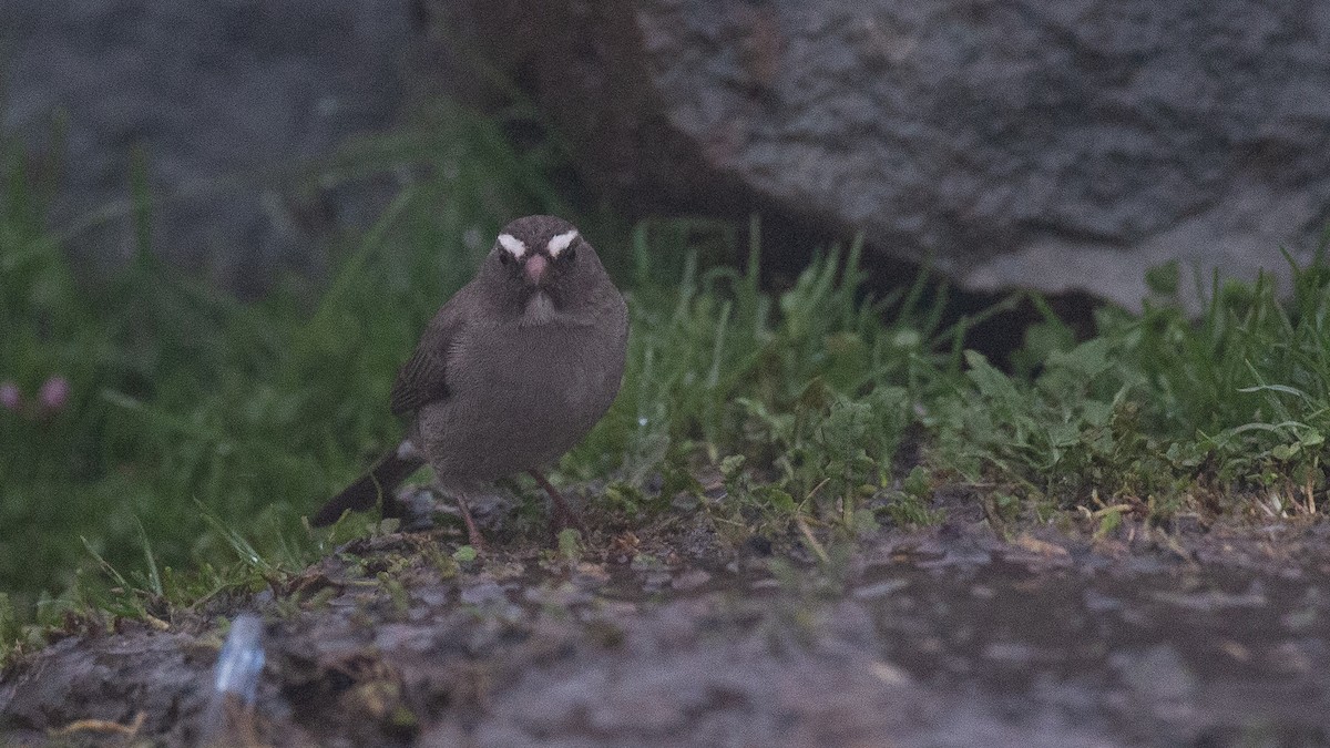 Brown-rumped Seedeater - ML650471111