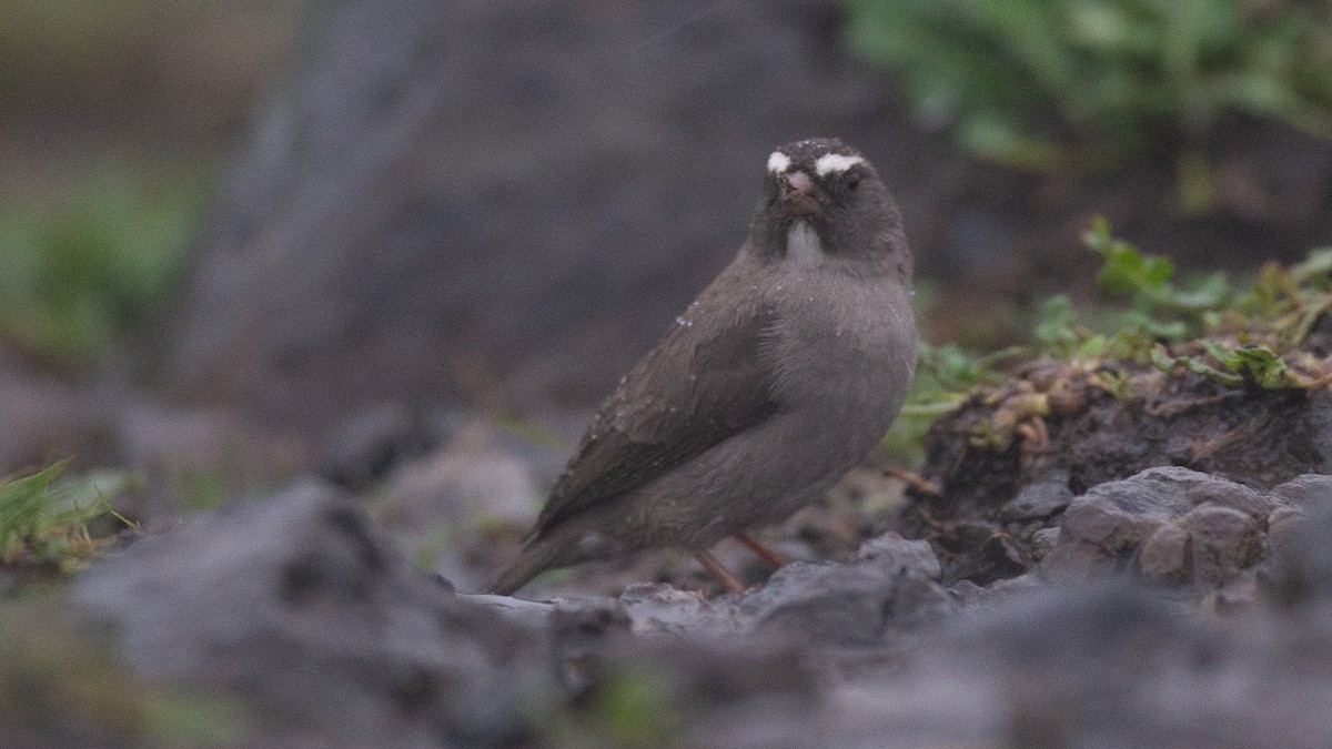 Brown-rumped Seedeater - ML650471112