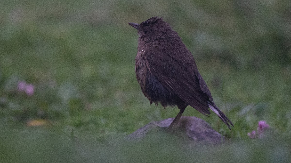 Moorland Chat (Abyssinian) - ML650471116