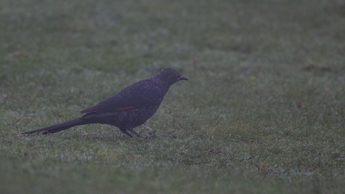 Slender-billed Starling - ML650471125