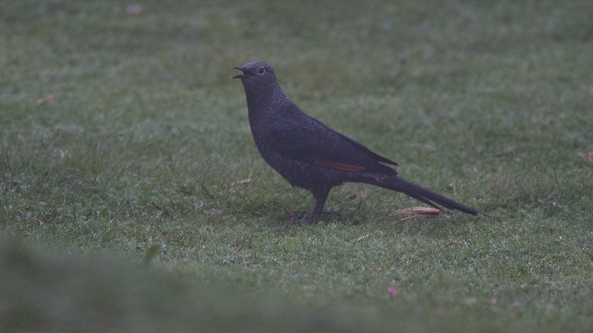 Slender-billed Starling - ML650471126