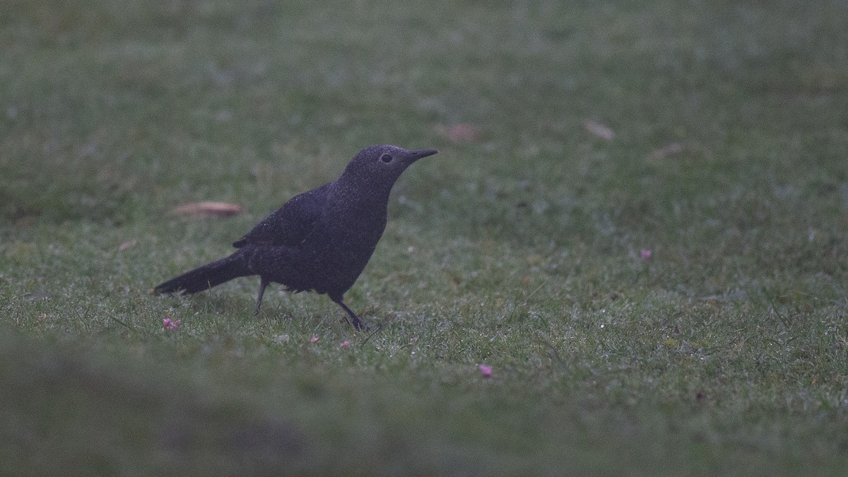 Slender-billed Starling - ML650471127