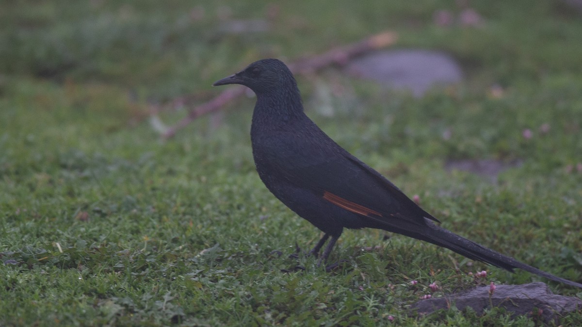 Slender-billed Starling - ML650471128