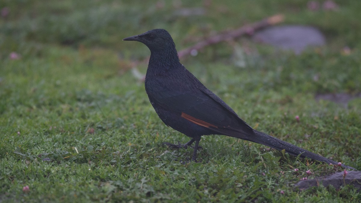 Slender-billed Starling - ML650471129