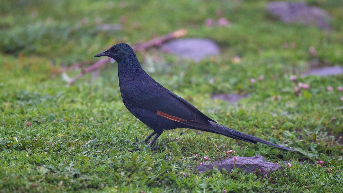 Slender-billed Starling - ML650471130