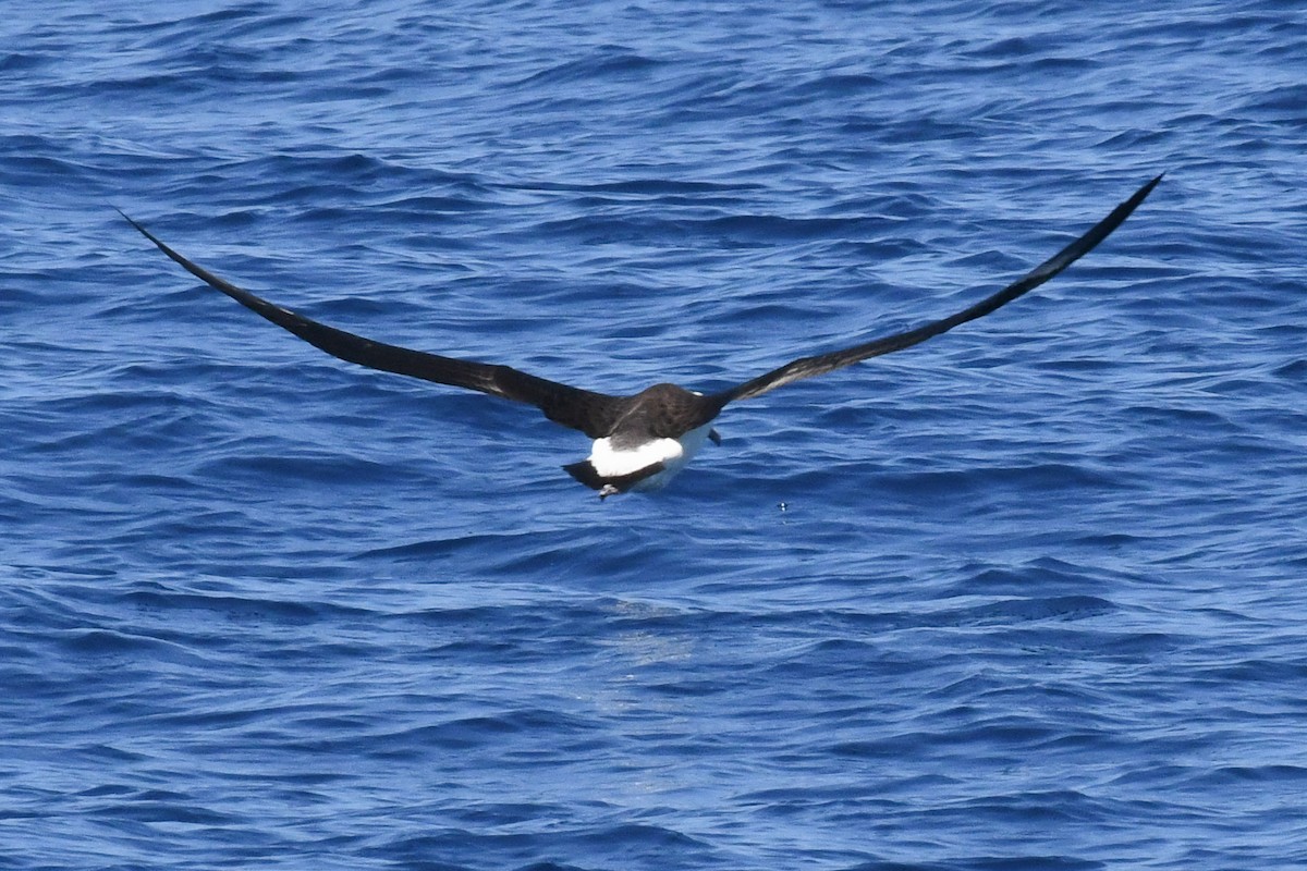 Laysan Albatross - ML650471214