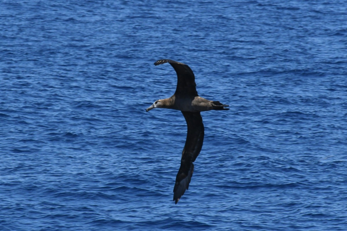 Black-footed Albatross - ML650471360