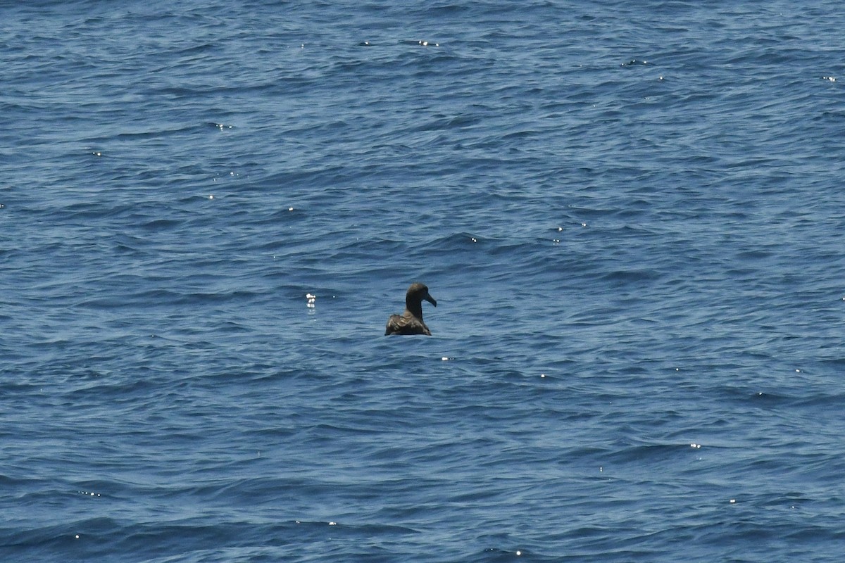 Black-footed Albatross - ML650471409