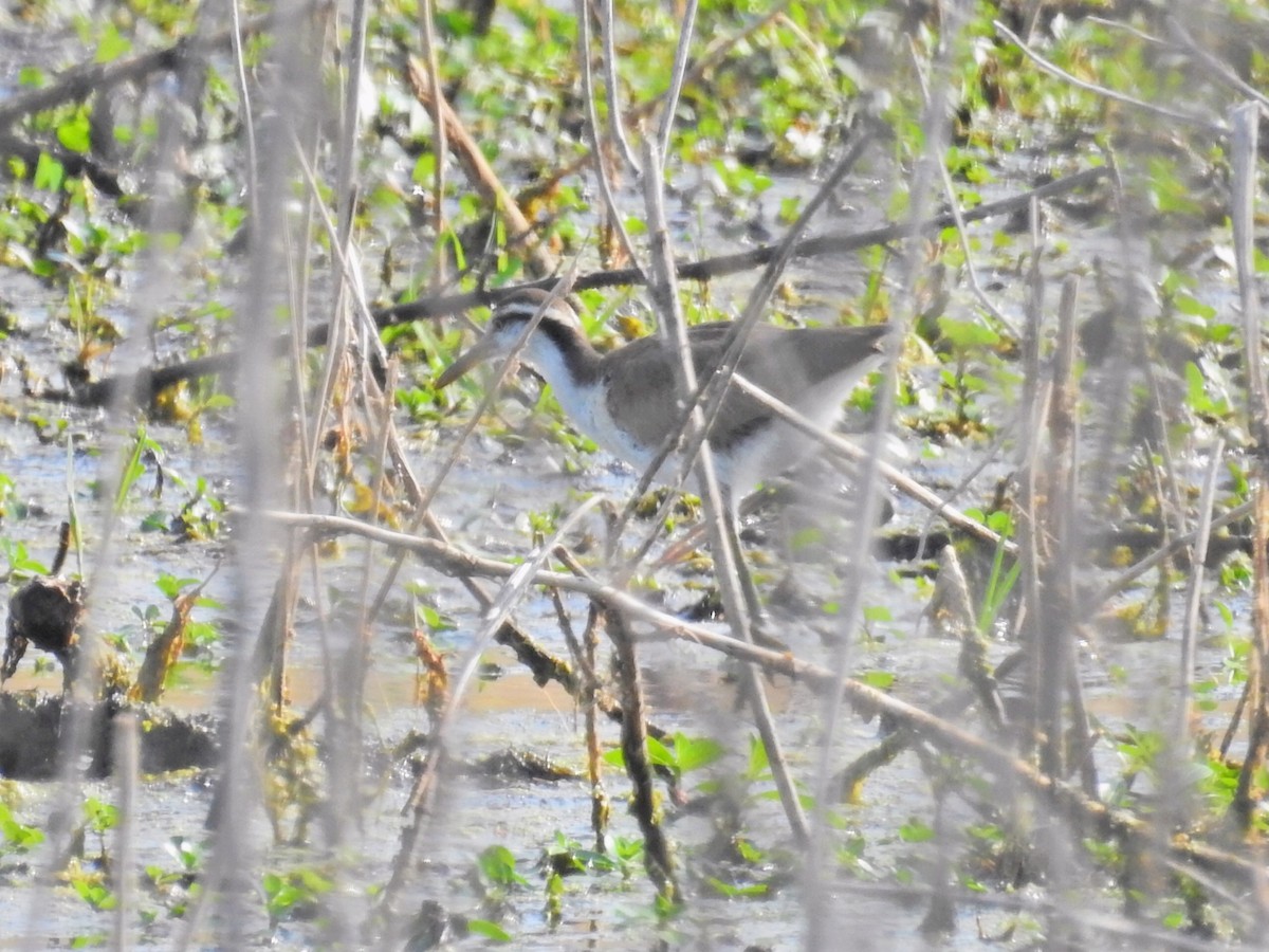 Wattled Jacana - ML650471680