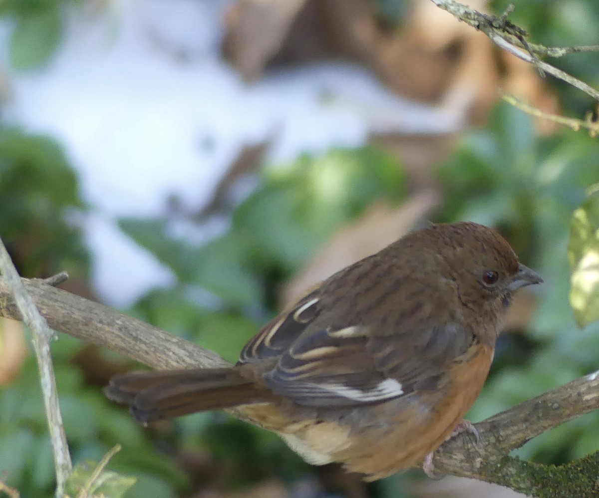 Красноглазый тохи - ML650471828