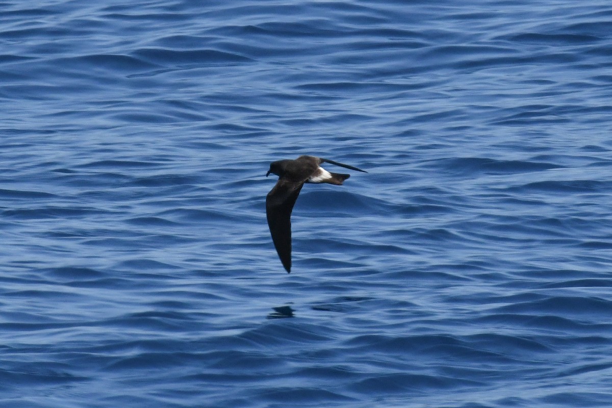 Leach's/Townsend's Storm-Petrel (white-rumped) - ML650471833